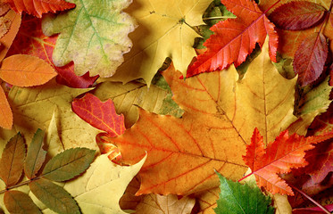 Naklejka na ściany i meble Autumn leaves Colorful background