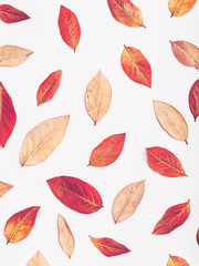 Autumnal leaf pattern background. Warm tones. 