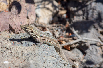 lizard on a rock