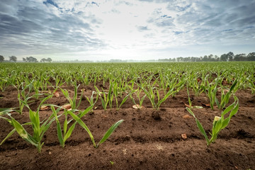 Ackerbau - kleine Getreidepflanzen auf dem Acker, Weitwinkelaufnahme