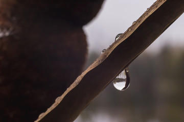 dew drops are lying on a sheet of reeds