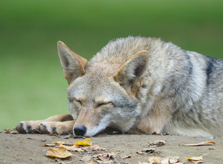 Obraz premium Zbliżenie dorosłego Kojota biorąc drzemkę