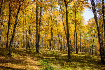 Bright beautiful birch grove in autumn in October
