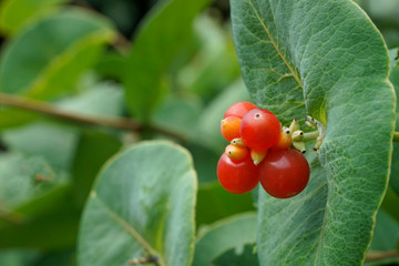 Lonicera caprifolium, the Italian woodbine, perfoliate honeysuckle, goat-leaf honeysuckle.  Inedible berries. - obrazy, fototapety, plakaty