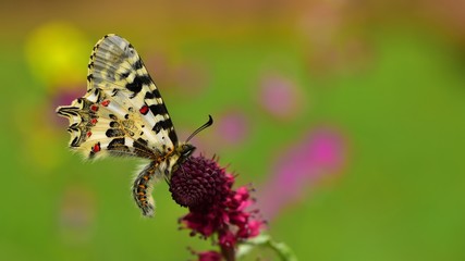 Zerynthia cerisyi  475