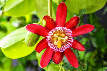 Obraz na płótnie Canvas Red passionflower in bloom
