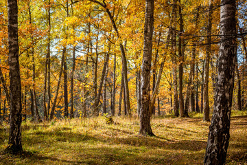 Bright beautiful birch grove in autumn in October

