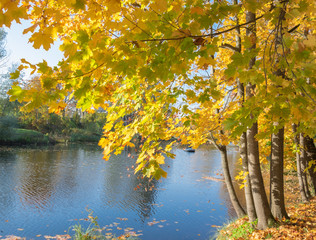 Bright golden maples standing near the river on a sunny day. Golden autumn.