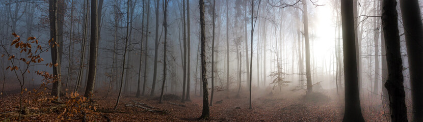 morgens im Wald