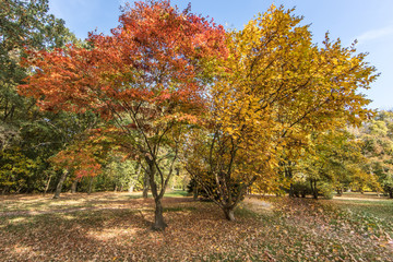 Naklejka premium herbst