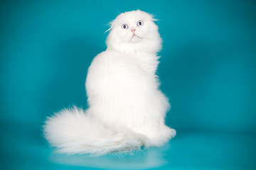 Scottish fold longhair cat on colored backgrounds
