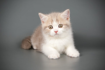 Scottish straight shorthair cat on colored backgrounds