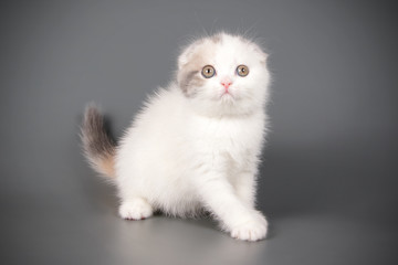 Fototapeta premium Scottish fold shorthair cat on colored backgrounds