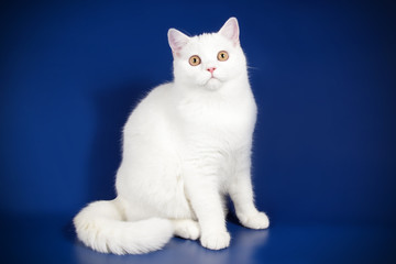 Scottish straight shorthair cat on colored backgrounds