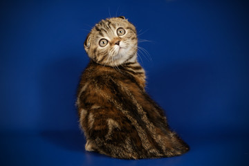 Scottish fold shorthair cat on colored backgrounds