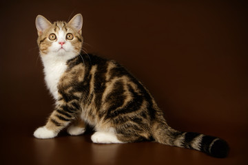 Scottish straight shorthair cat on colored backgrounds