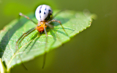 Spider sits on a green leaf in the forest on a spring day. Macro