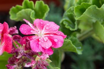 Obraz premium purple flower. lilac daisy flower 