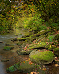 Autumn river scene