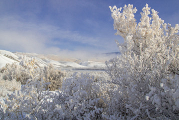 Ice snow frosted trees and bushes in a winter wonderland landscape