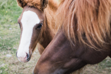 Close-up of Icelandic horses on the open field