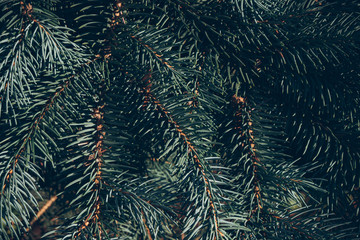Naklejka na ściany i meble Green branches of fir or pine tree. Christmas background.