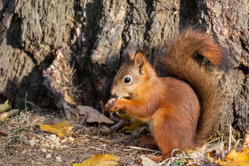 Squirrel in the autumn park