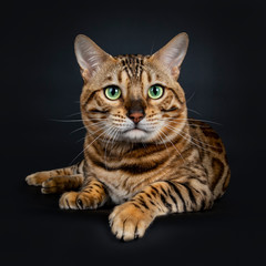 Handsome shiny male Bengal cat laying down front view looking beside camera with green eyes, isolated on black background 