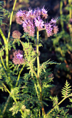 Phacelia - plants of the Burachnik family

