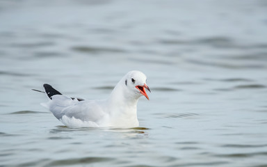 Rufende Möwe auf der Ostsee