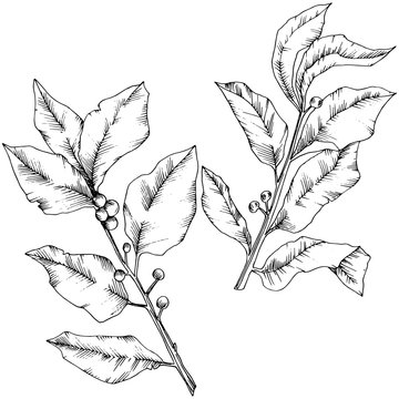Vector laurus leaf. Leaf plant botanical garden floral foliage. Isolated illustration element. Black and white engraved ink art. Vector leaf for background, texture, wrapper pattern, frame or border.
