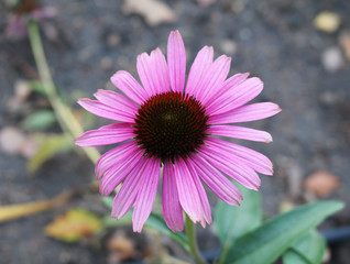 Echinacea purpurea - perennial plant of the family Compositae

