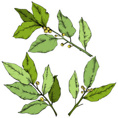 Vector green laurus leaf. Leaf plant botanical garden floral foliage. Isolated illustration element. Vector leaf for background, texture, wrapper pattern, frame or border.