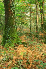 tronc d'arbre,"un ch&ecirc;ne" et  mousse dans la for&ecirc;t