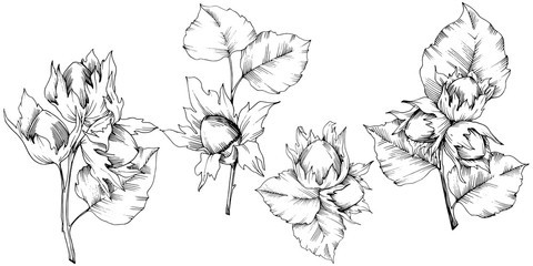 Vector autumn plant hazel nut. Leaf plant botanical garden floral foliage. Isolated illustration element. Vector leaf for background, texture, wrapper pattern, frame or border.