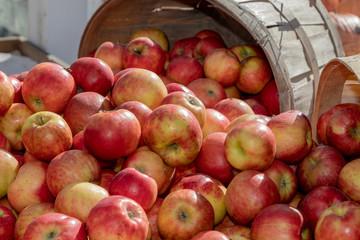 Fototapeta na wymiar Apple baskets in autumn sunshine, closeup, colourful, bright, happy, thanksgiving.