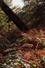 Obraz premium arbre incliné dans la forêt en automne