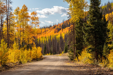 Fototapeta na wymiar road in autumn forest creede colorado