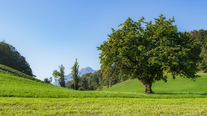 Fototapeta premium Pilatus - Weggis - Vierwaldstätter See