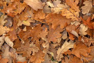 Carpet of fallen autumn leaves on grass. Beautiful colorful leaves in autumn forest. Red, orange, yellow, green and brown autumn leaves. Maple, hazel and oak dry foliage.