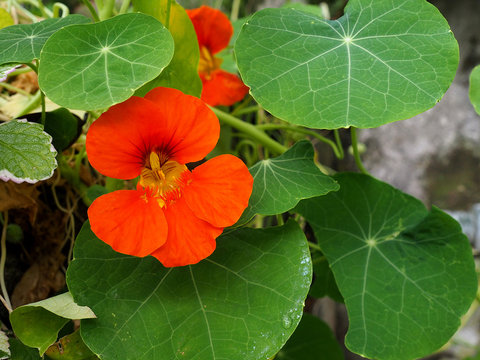 Flor de Capuchina