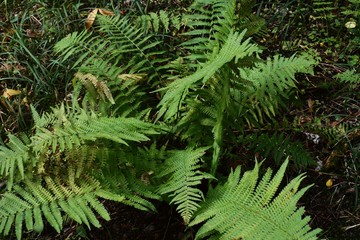 Fern in the forest (Moscow region)