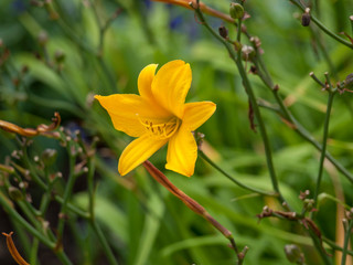 Hemerocallis 'Golden Chimes'. Hémérocalle ou Lis d'un jour, carillon d'or de couleur jaune claire en forme de trompette