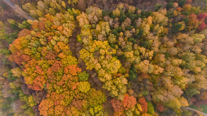 Top view of the colorful autumn city park. Beautiful view of nature.