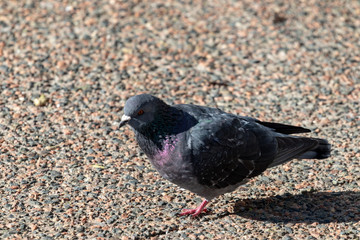 Pigeon on concrete.