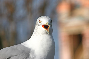 Seagull