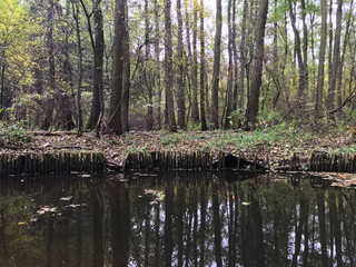 Fototapeta na wymiar green autumn forest dark swamp black water spring yellow foliage background stock photo