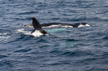 Humpback Mother and Calf with Tail Fin Slapping on Sunny Day