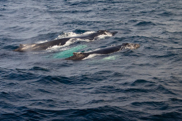 Humpback Mother and Calf Swimming in Ocean on Sunny Day