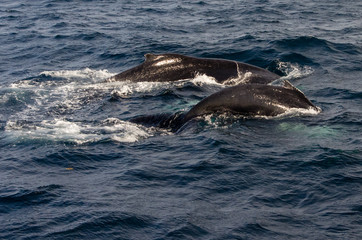Humpback Mother and Calf Diving in Ocean on Sunny Day